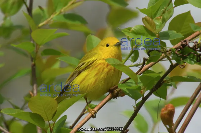: Yellow Warbler - Male, Spring. A common warbler : Yellow Warbler - Male, Spring. A common warbler