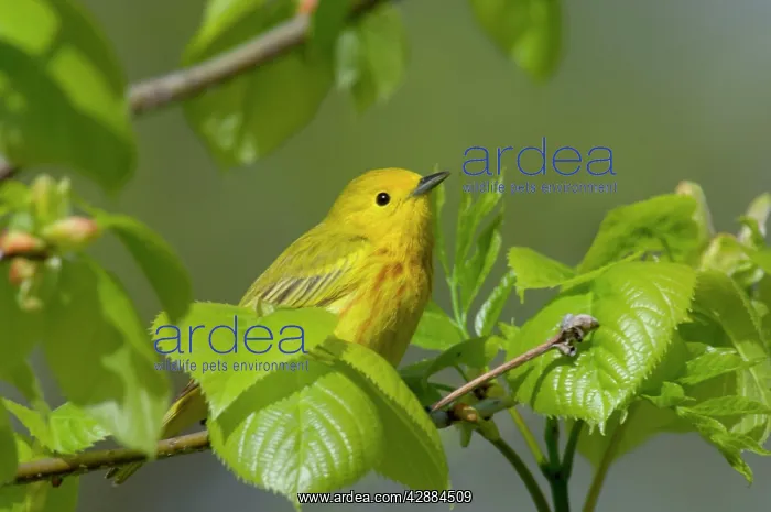  : Yellow Warbler - Male, Spring. A common warbler