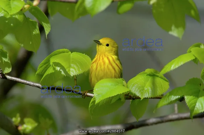  : Yellow Warbler - Male, Spring. A common warbler