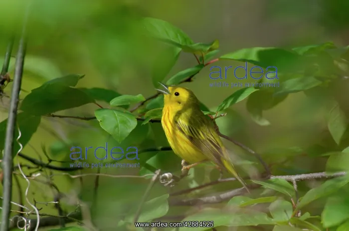 : Yellow Warbler - Male, Spring. A common warbler : Yellow Warbler - Male, Spring. A common warbler