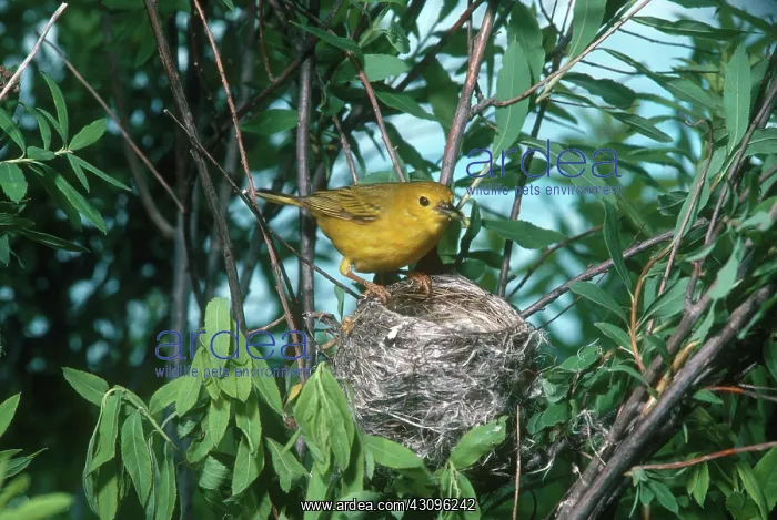 : Yellow Warbler on Nest : Yellow Warbler on Nest