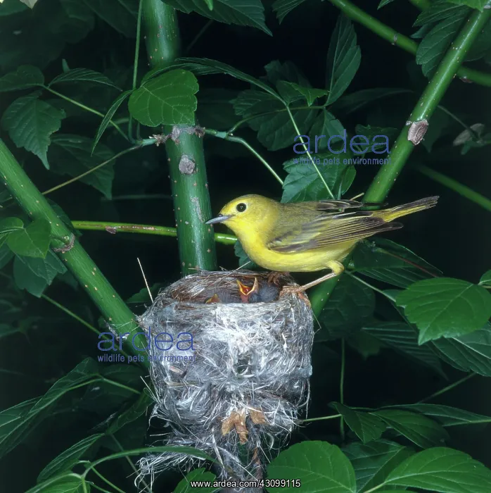 : Yellow Warbler at Nest : Yellow Warbler at Nest