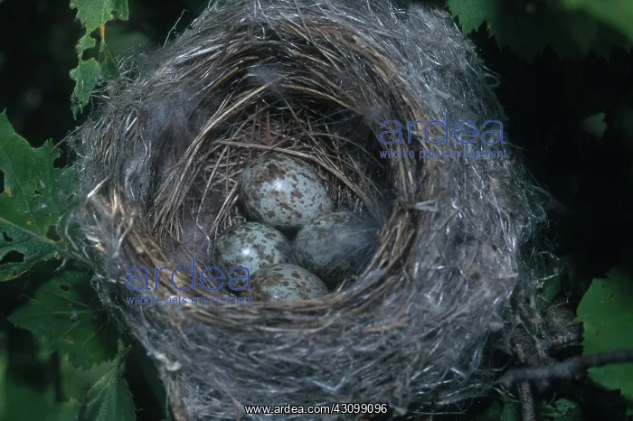 : Yellow Warbler Nest and Eggs : Yellow Warbler Nest and Eggs
