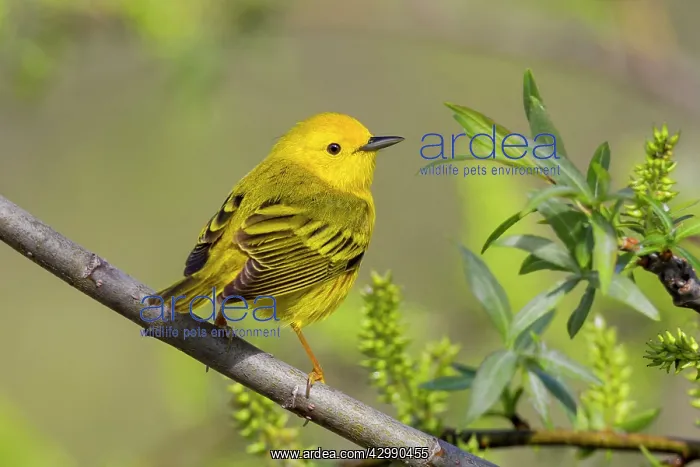 : Yellow Warbler - newly arrived bird on nesting territory - E : Yellow Warbler - newly arrived bird on nesting territory - E