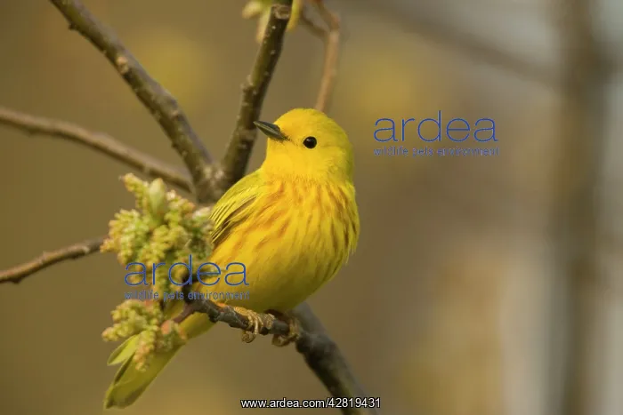 : Yellow Warbler - Perched on branch : Yellow Warbler - Perched on branch