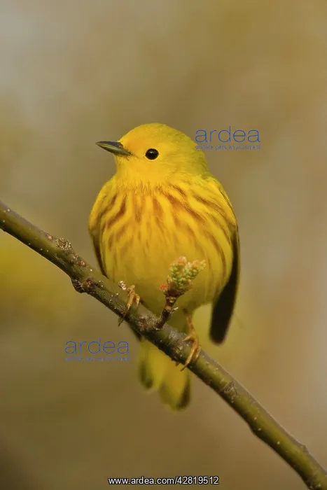 : Yellow Warbler - Perched on branch : Yellow Warbler - Perched on branch