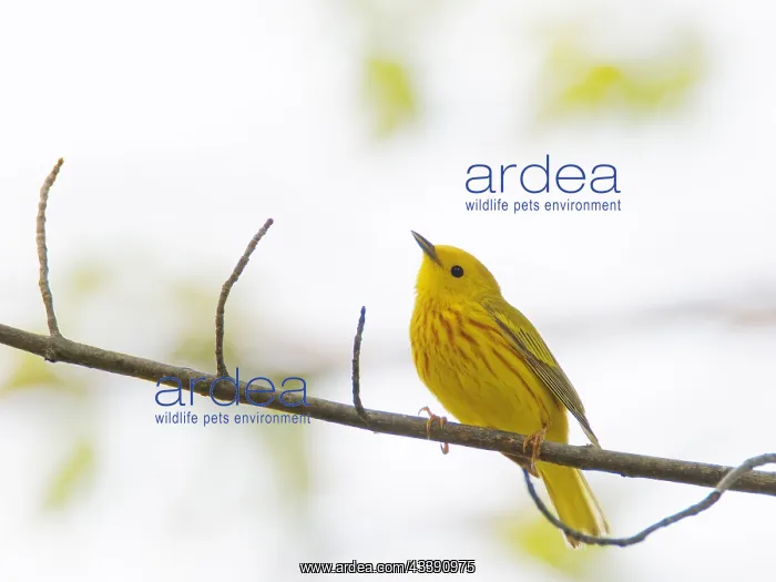 : Yellow Warbler Setophaga petechia Magee Marsh, Ohio : Yellow Warbler Setophaga petechia Magee Marsh, Ohio