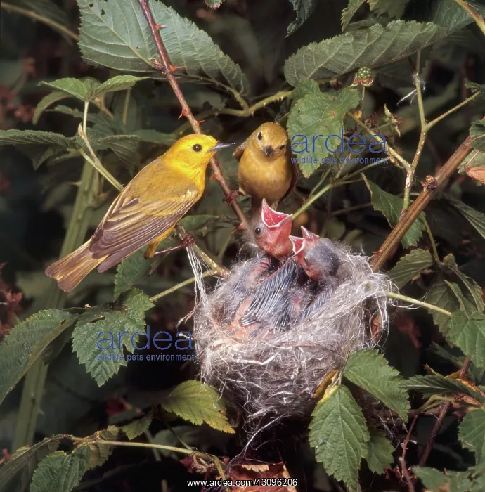  : Yellow Warblers and Chicks