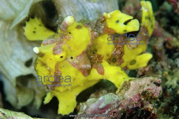  : Yellow Warty Frogfish Wainilu dive site, Rinca Island