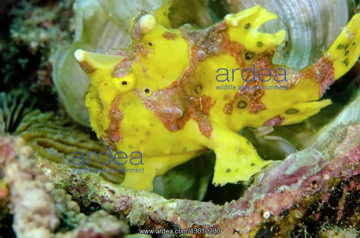 : Yellow Warty Frogfish Wainilu dive site, Rinca Island : Yellow Warty Frogfish Wainilu dive site, Rinca Island