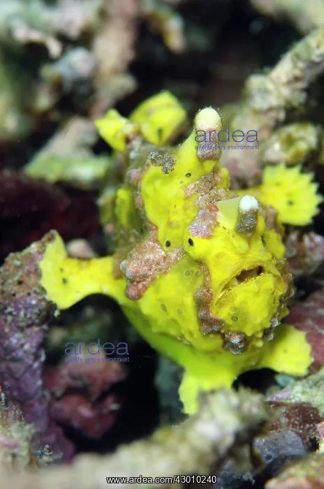 : Yellow Warty Frogfish Wainilu dive site, Rinca Island : Yellow Warty Frogfish Wainilu dive site, Rinca Island