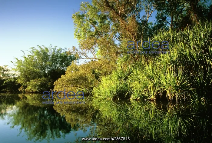 : Yellow Water billabong with Bamboo, Paperbarks : Yellow Water billabong with Bamboo, Paperbarks