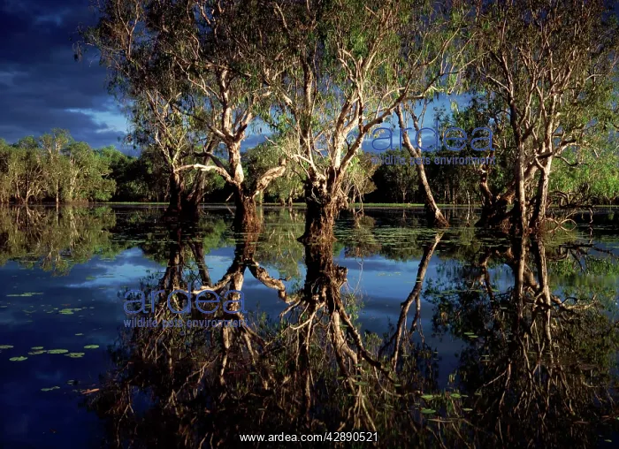 : Yellow Water billabong with Paperbark forest - : Yellow Water billabong with Paperbark forest -