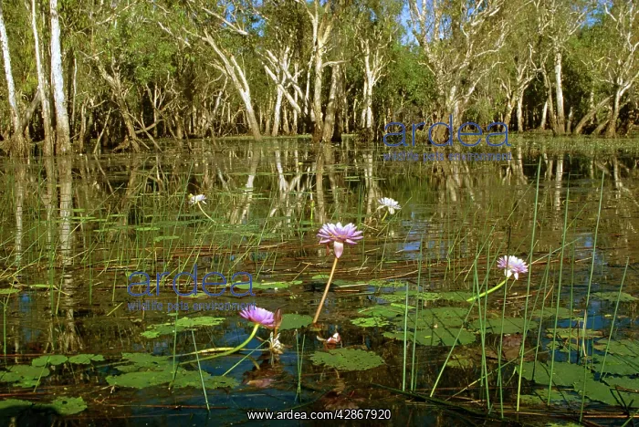  : Yellow Water billabong with waterlilies & Paperbarks