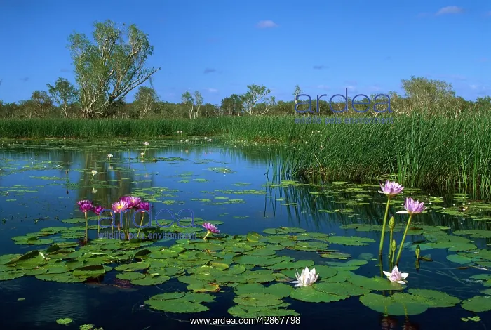: Yellow Water billabong with waterlilies (two colour : Yellow Water billabong with waterlilies (two colour