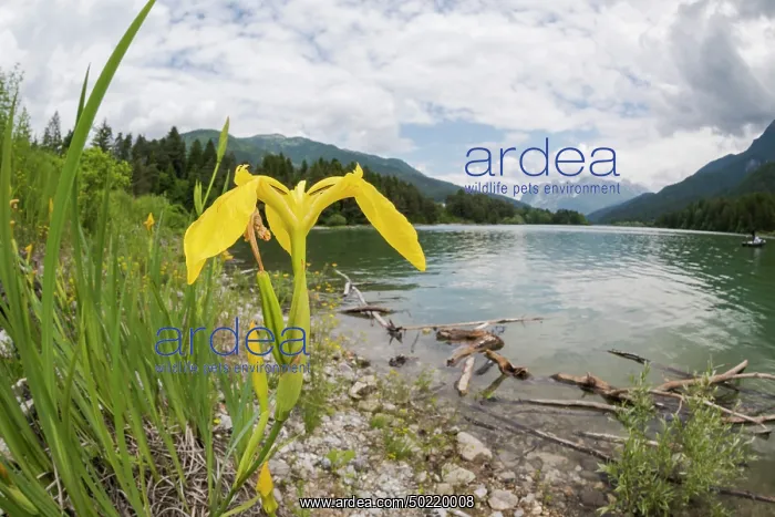  : The yellow or water flag (Iris pseudacorus) growing on mountain lakeshore, Veneto, Italy