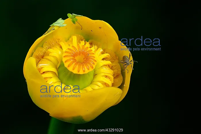 : Yellow Water-lily (Nuphar lutea) flourishing ag : Yellow Water-lily (Nuphar lutea) flourishing ag
