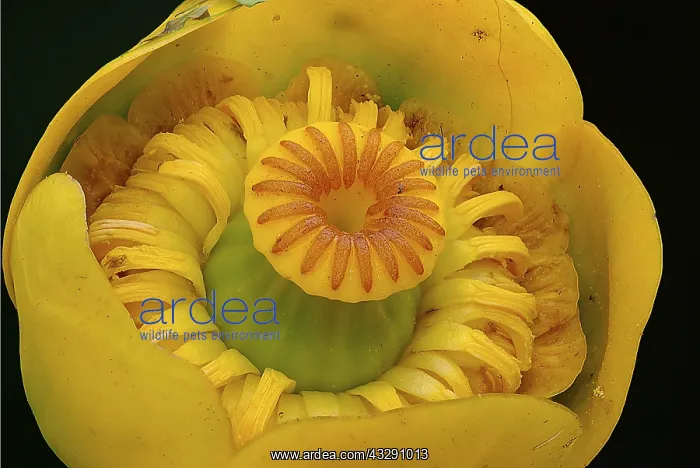 : Yellow Water-lily (Nuphar lutea) flourishing, T : Yellow Water-lily (Nuphar lutea) flourishing, T