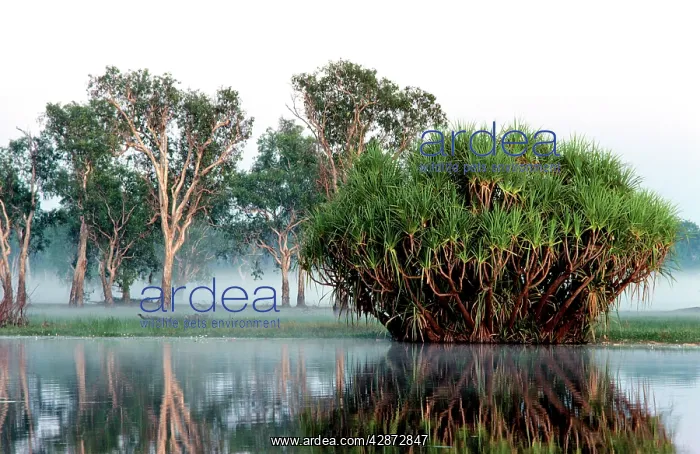: Yellow Water with Paperbark and Pandanus Kakadu : Yellow Water with Paperbark and Pandanus Kakadu