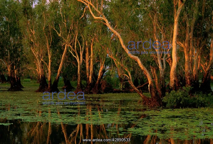 : Yellow Water - Paperbark Swamp : Yellow Water - Paperbark Swamp
