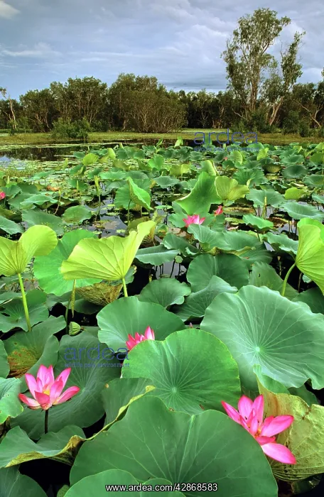 : Yellow Water, paperbark swamp with Lotus lilies : Yellow Water, paperbark swamp with Lotus lilies