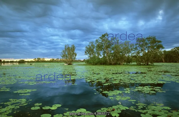 : Yellow Water, Paperbark swamp with Water lilies : Yellow Water, Paperbark swamp with Water lilies