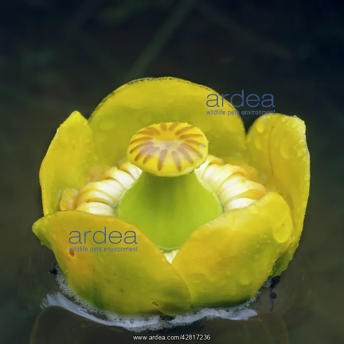  : Yellow Waterlily