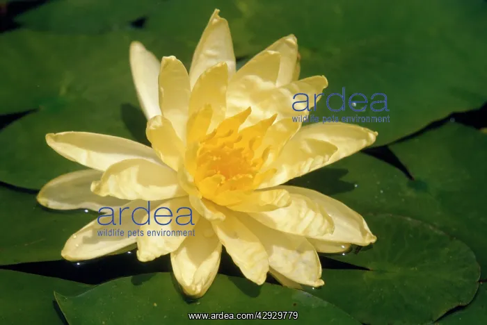 : YELLOW WATERLILY : YELLOW WATERLILY