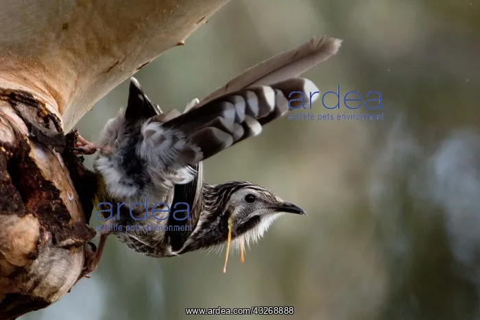  : Yellow Wattlebird - At Peter Murrell Reserve - near