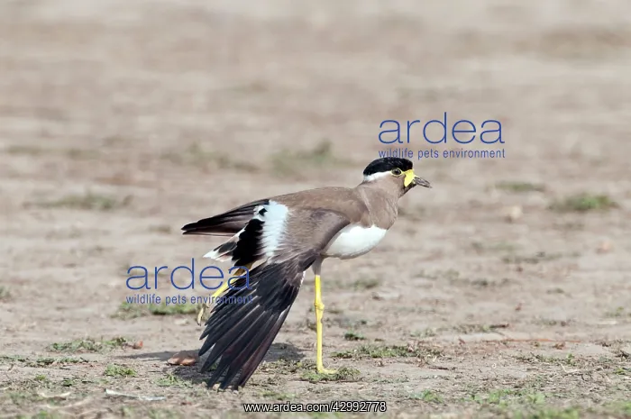 : Yellow-wattled lapwing : Yellow-wattled lapwing