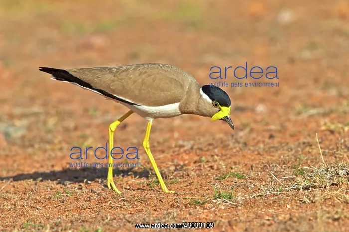 : Yellow-wattled Lapwing : Yellow-wattled Lapwing