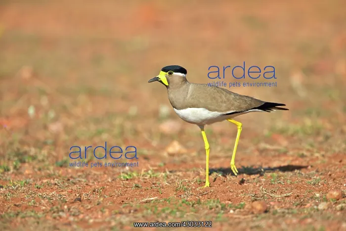 : Yellow-wattled Lapwing : Yellow-wattled Lapwing