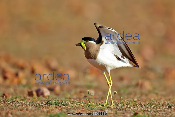 : Yellow-wattled Lapwing : Yellow-wattled Lapwing