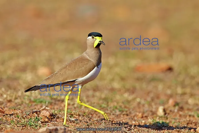: Yellow-wattled Lapwing : Yellow-wattled Lapwing