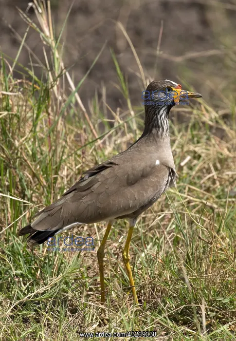 : Yellow-wattled lapwing, or plover, Vanellus senegallus : Yellow-wattled lapwing, or plover, Vanellus senegallus