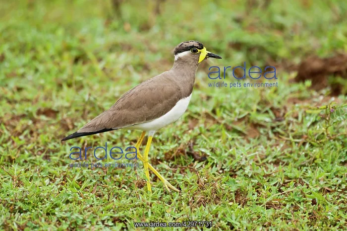 : Yellow-wattled Lapwing - walking in short vegetation : Yellow-wattled Lapwing - walking in short vegetation