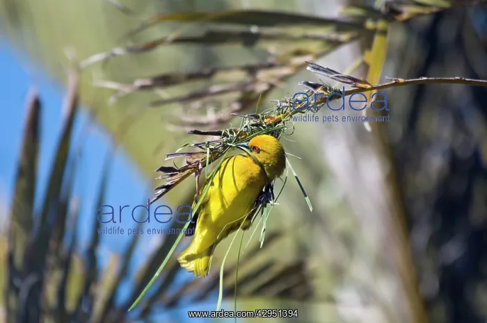 : Yellow Weaver - male building nest : Yellow Weaver - male building nest