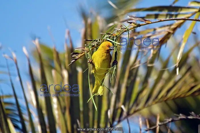 : Yellow Weaver - male building nest : Yellow Weaver - male building nest