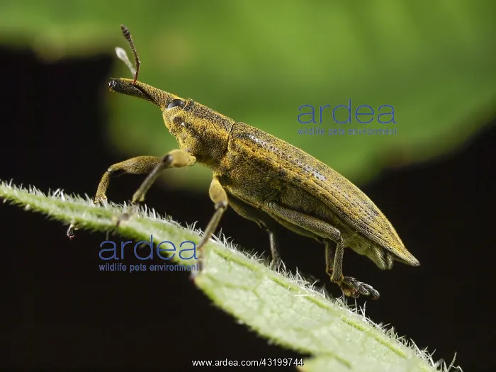 : Yellow Weevil (Lixus iridis) close-up on a leaf : Yellow Weevil (Lixus iridis) close-up on a leaf