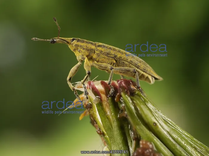 : Yellow Weevil (Lixus iridis) walking on a plant : Yellow Weevil (Lixus iridis) walking on a plant