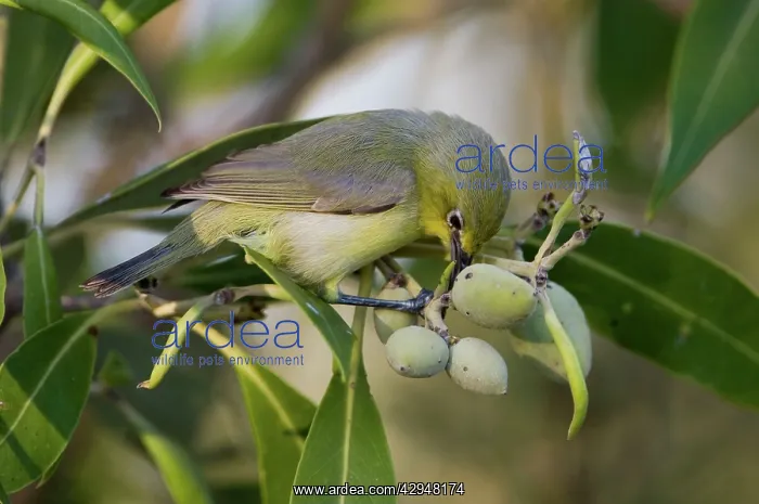 : Yellow White-eye - foraging among mangrove fruits : Yellow White-eye - foraging among mangrove fruits
