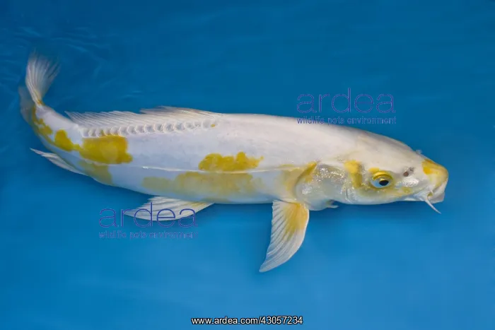 : Yellow and white koi carp in an turquoise water : Yellow and white koi carp in an turquoise water