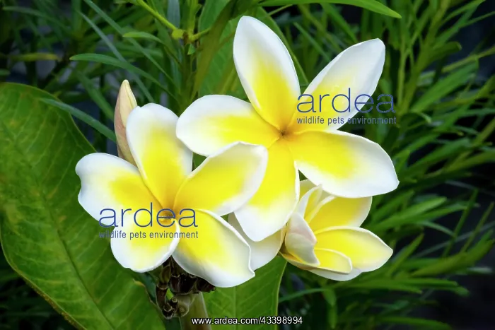 : Yellow and white plumeria : Yellow and white plumeria