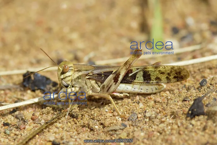  : Yellow-winged Locust
