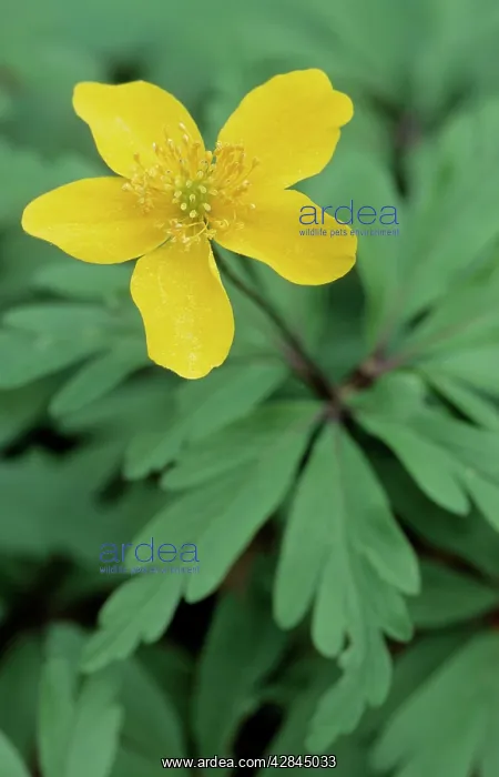 : Yellow wood anemone - Buttercup anemone : Yellow wood anemone - Buttercup anemone