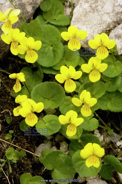  : Yellow Wood Violet