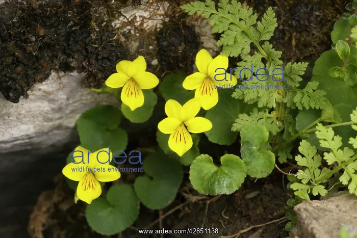 : Yellow Wood Violet : Yellow Wood Violet