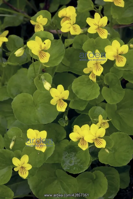 : Yellow wood violet : Yellow wood violet