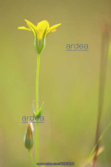 : Yellow-wort : Yellow-wort