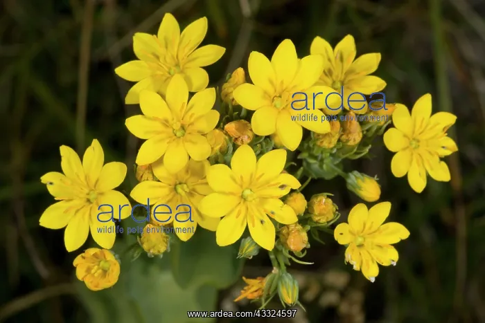 : Yellow-wort - in flower on coastal chalk downland : Yellow-wort - in flower on coastal chalk downland